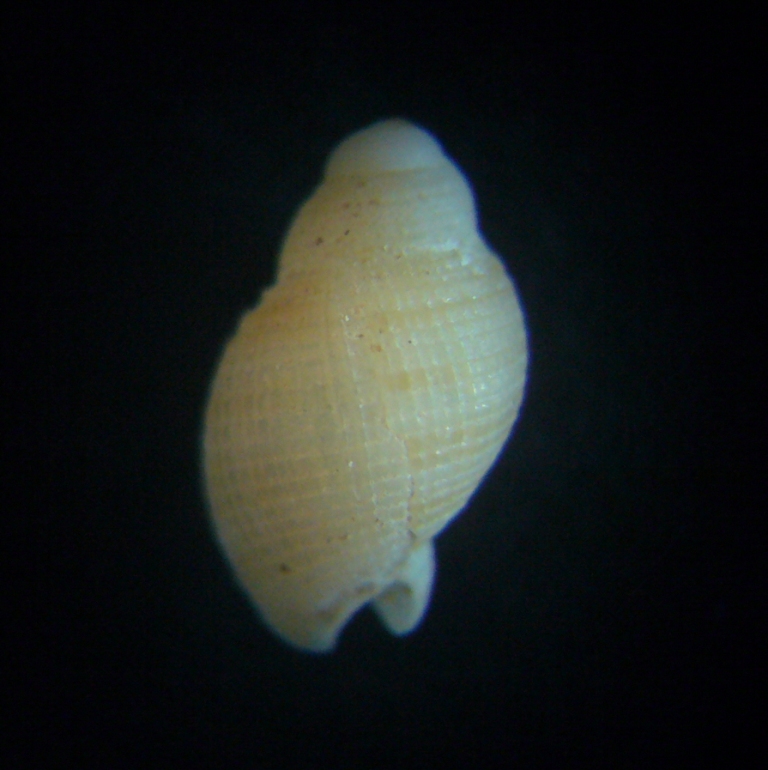 Tonnidae o Nassariidae?